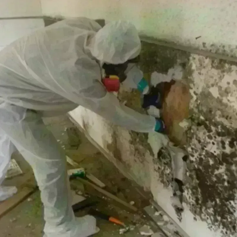 Mold Remediation and Removal in East Los Angeles, CA